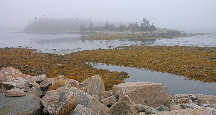 Coastal Fog - Schoodic Peninsula Photograph by Stephen Vecchiotti