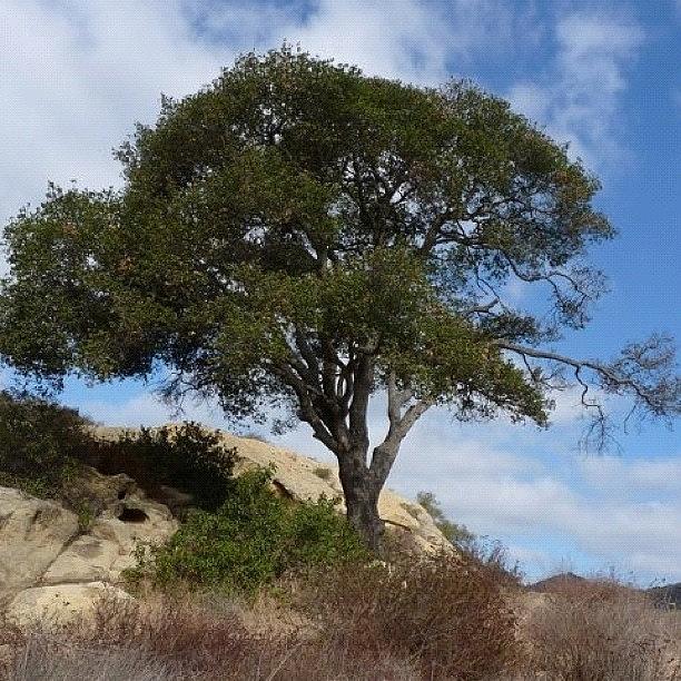 Tree Photograph - Coastal Live Oak. Laguna Canyon, Ca by Todd Kelley