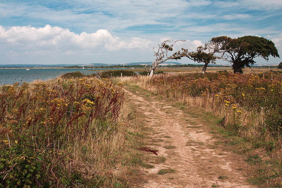 Coastal Path Photograph by Shirley Mitchell