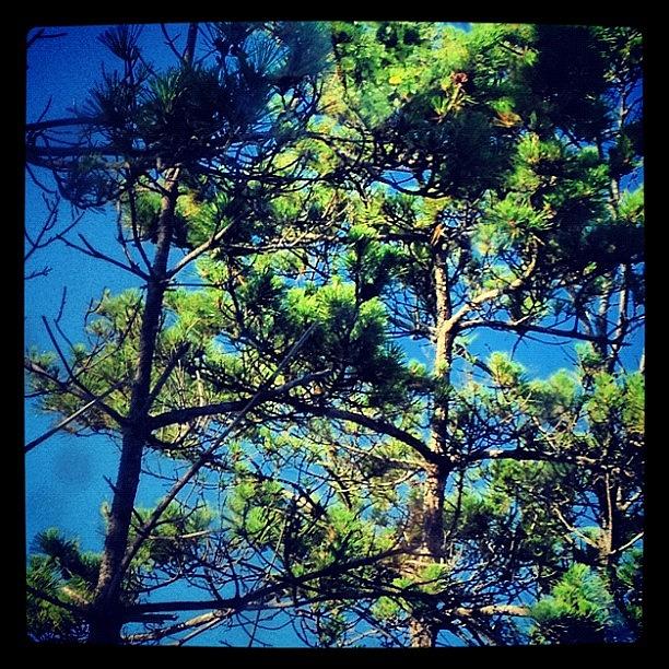 Tree Photograph - Coastal Pines And Carolina Blue by Rob Murray