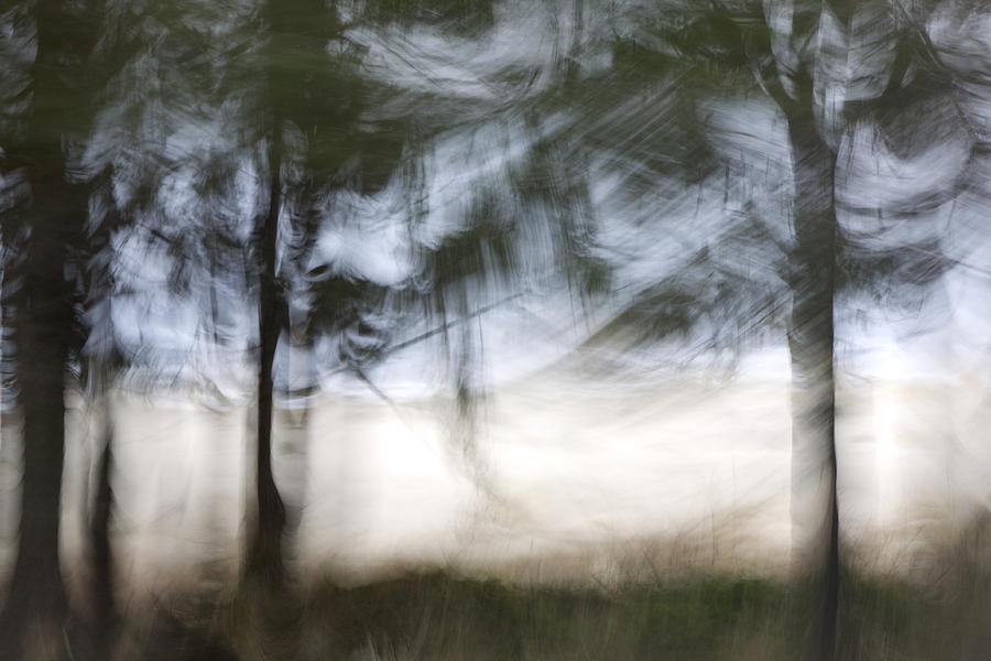 Tree Photograph - Coastal Pines by Carol Leigh
