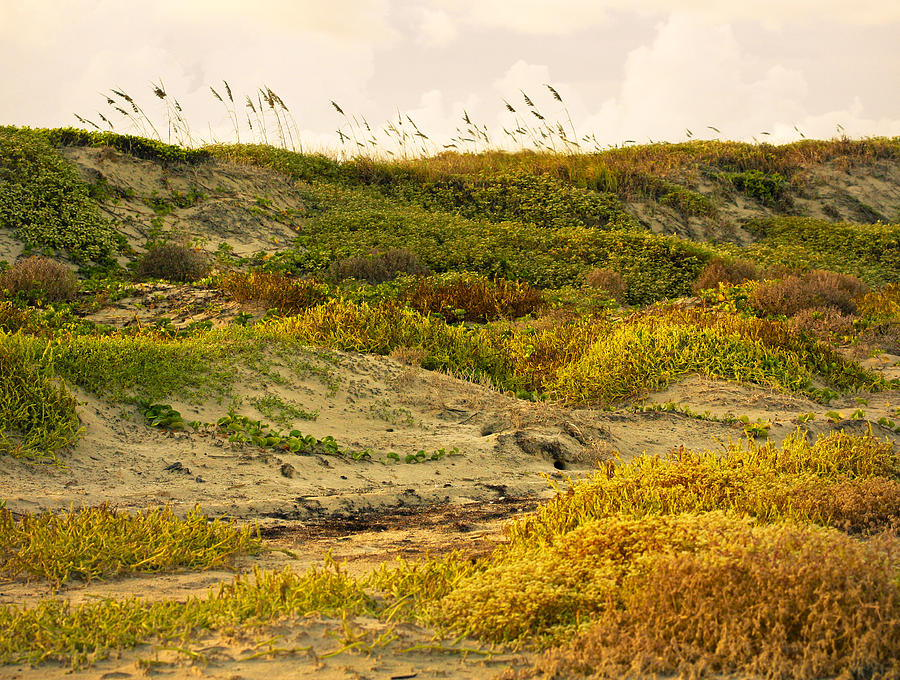 Coastal plants on dunes Photograph by Marilyn Hunt
