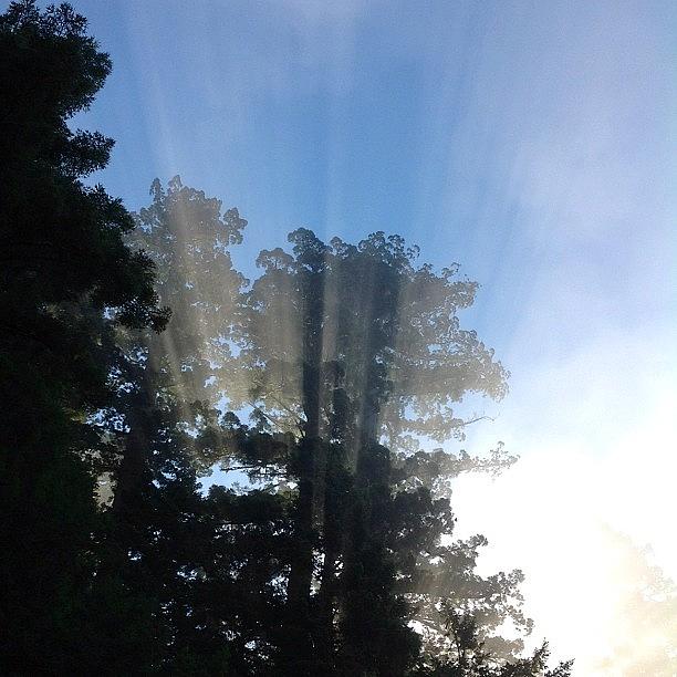 Tree Photograph - Coastal Redwood Sunrise by Paul Wallingford