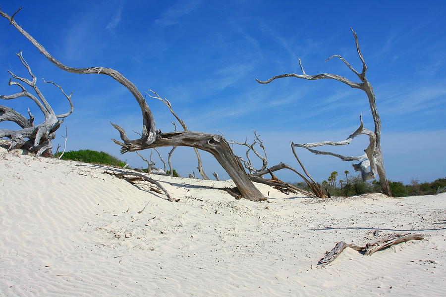 Coastal Sand Dunes Photograph by Western Roundup | Fine Art America