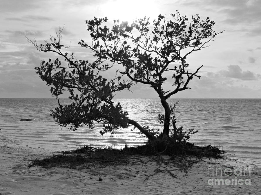 Coastal Tree Photograph by Tammy Chesney