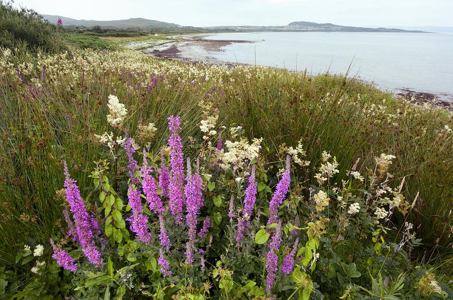 Coastal Wildflower Meadow Scotland Photograph By Duncan Shaw