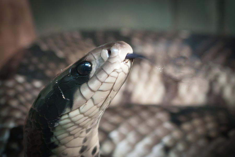 Cobra Close-up Photograph