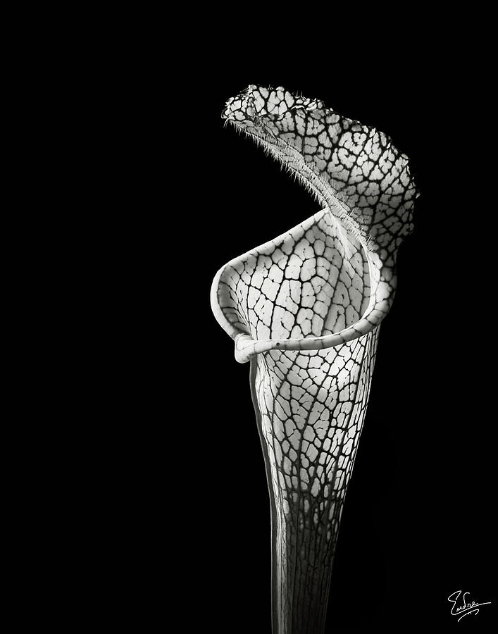 Flower Photograph - Cobra Lily in Black and White by Endre Balogh