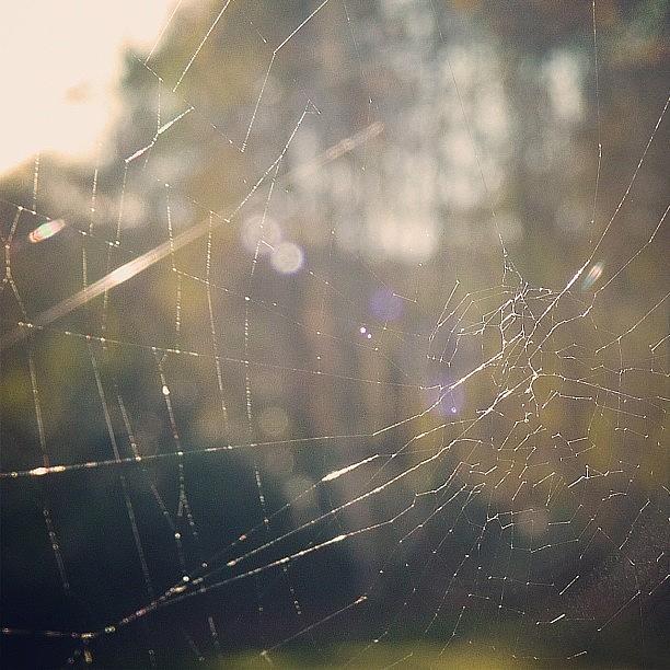 Spider Photograph - #cobweb #web #spider #macro #closeup by Grace Shine