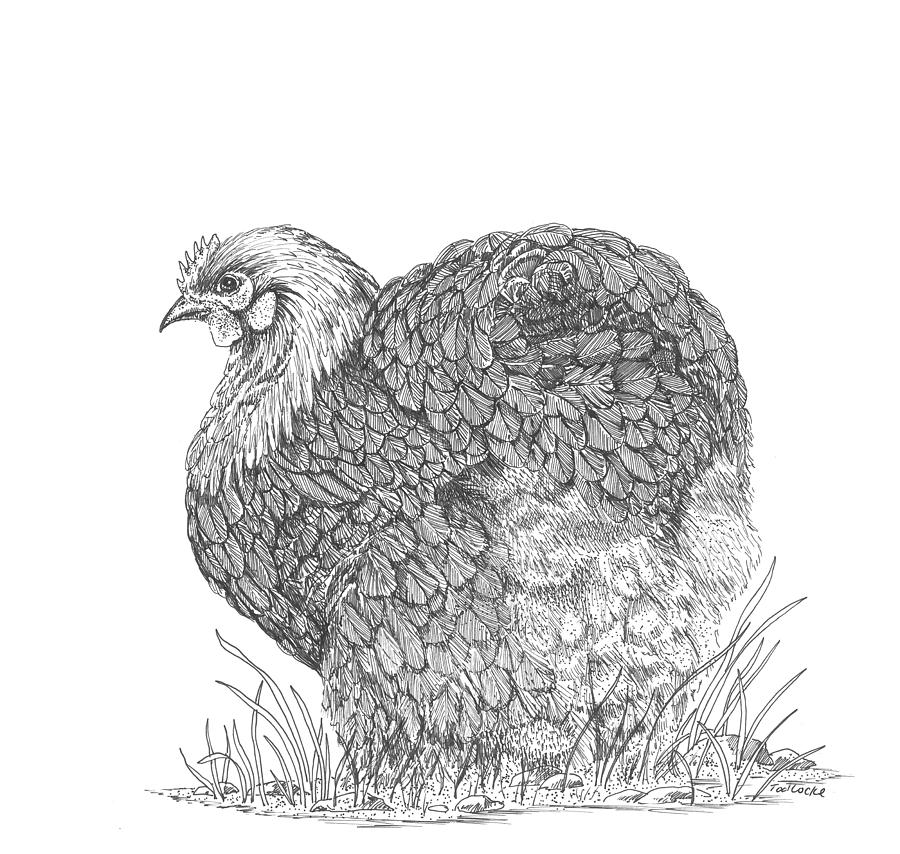Chicken Drawing - Cochin Hen by Tod Locke