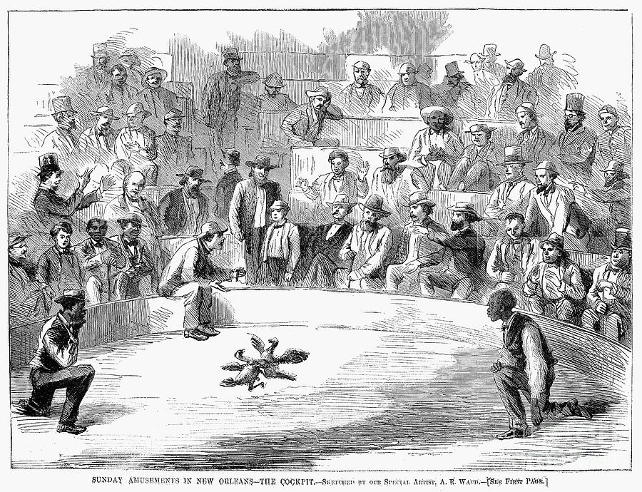 Cock Fighting, 1866 Photograph by Granger