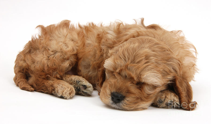 Cockapoo Pup Sleeping By Mark Taylor