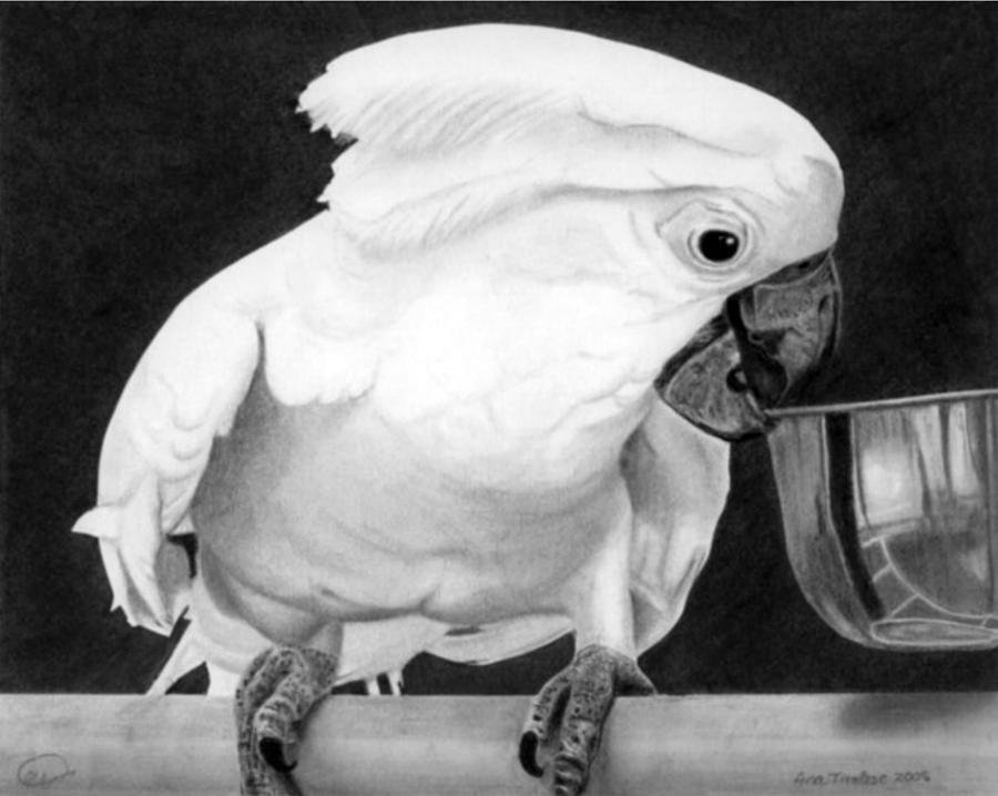 Cockatoo Drawing by Ana Tirolese