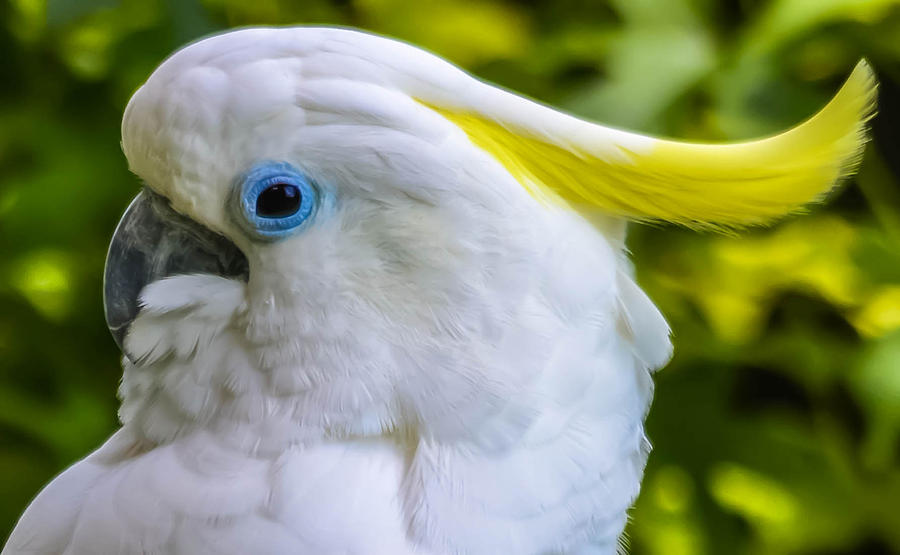 Cockatoo Photograph by Brian Stevens