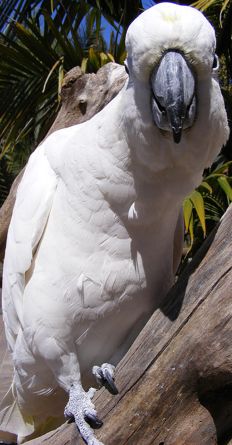 Cockatoo Photograph - Cockatoo Lindeman Island Australia by Pam Tapp