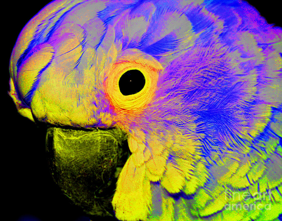 Cockatoo Of A Different Color Photograph by Smilin Eyes Treasures