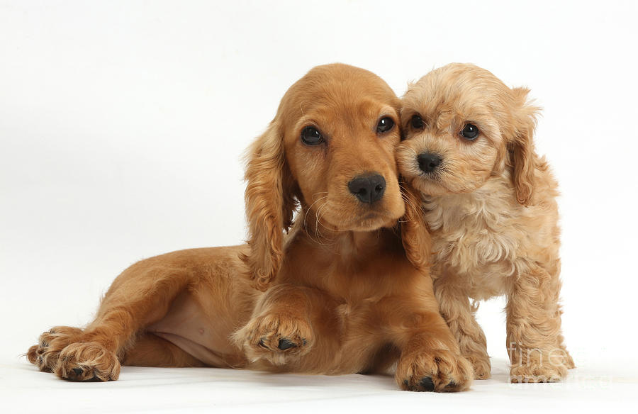 Cocker Spaniel Cavapoo by Mark Taylor