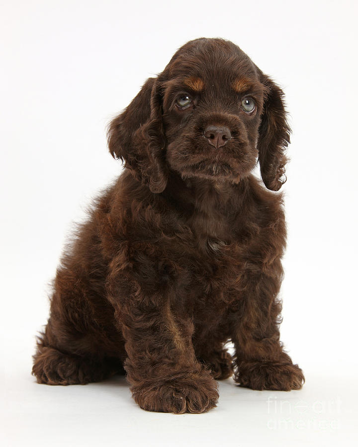 Cocker Spaniel Pup Photograph by Mark Taylor