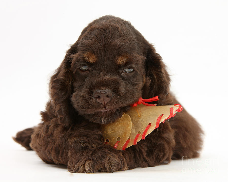 Dog Photograph - Cocker Spaniel Pup With Chew Treat by Mark Taylor