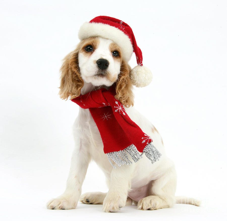 Christmas Photograph - Cocker Spaniel Puppy by Mark Taylor