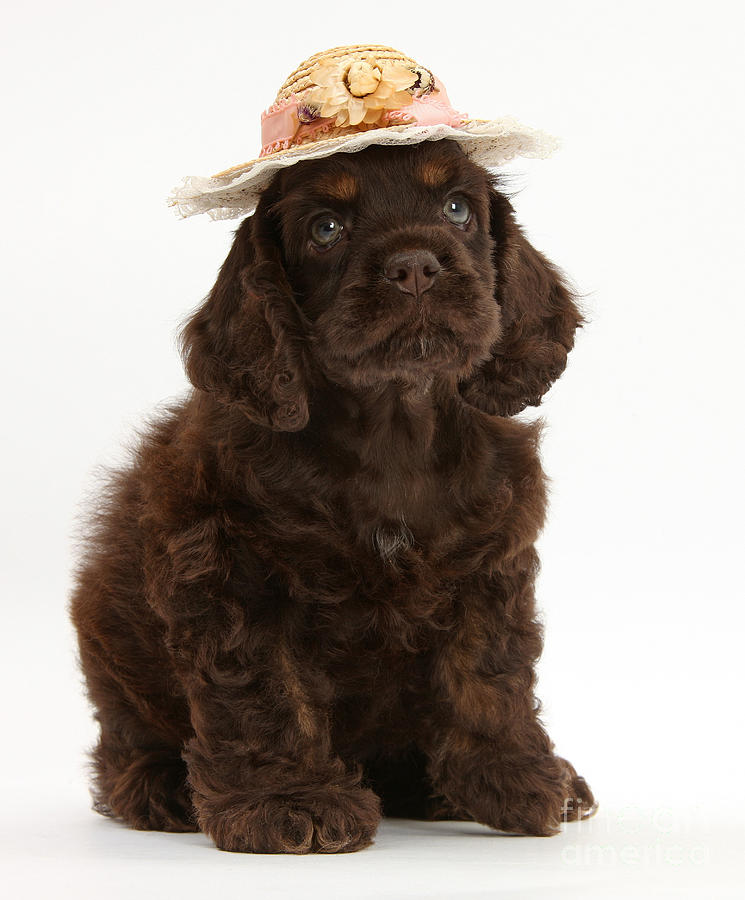 Cocker Spaniel Wearing A Hat Photograph by Mark Taylor