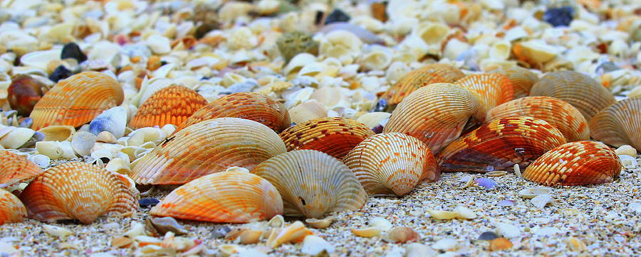 Cockle ShellConvention Photograph by Sean Allen