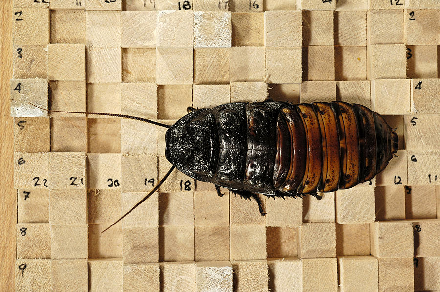 Gromphadorhina Portentosa Photograph - Cockroach Locomotion Research by Volker Steger Gromphadorhina Portentosa Photograph - Cockroach Locomotion Research by Volker Steger
