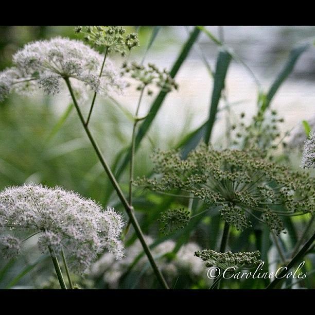 Flower Photograph - Cockshoot Broads Summer #norfolk by Caroline Coles