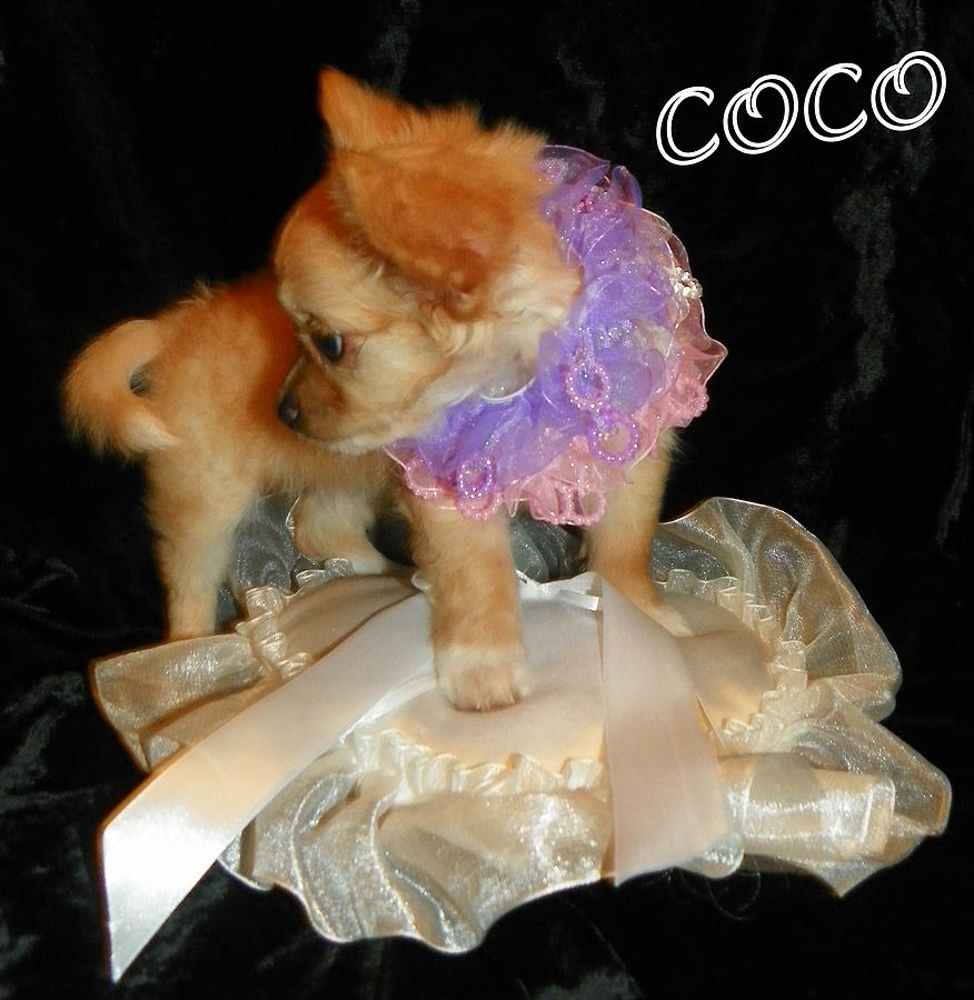 Coco I Photograph by Sheri McLeroy