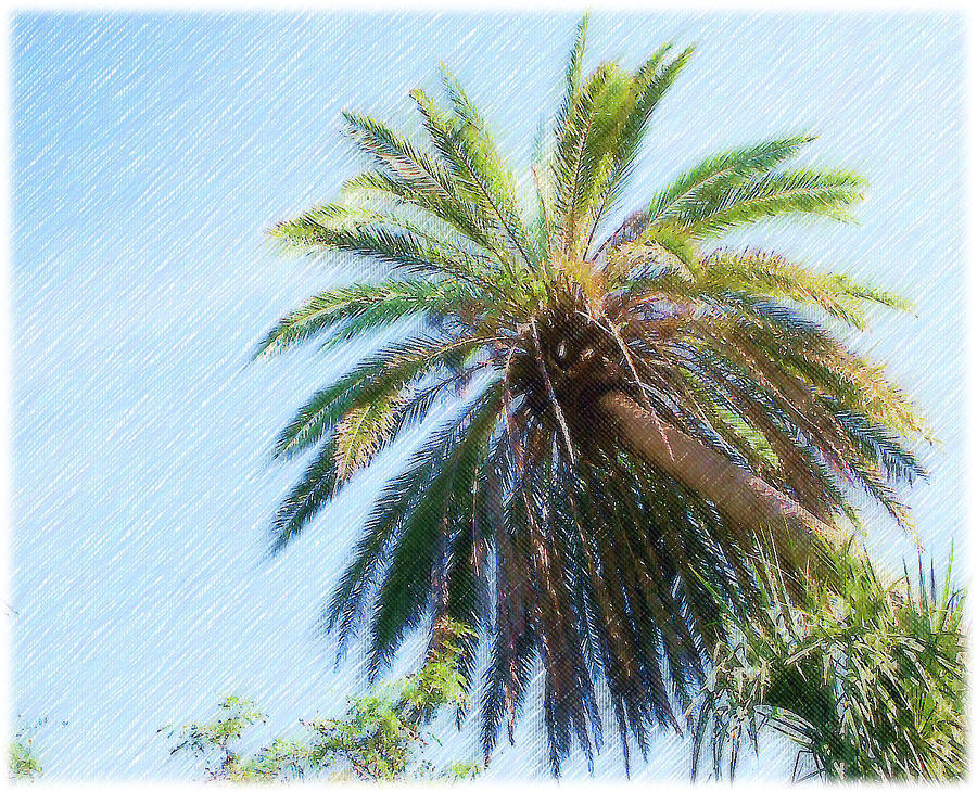 Palm Tree Photograph - Coconut Eyes by Bill Lucas