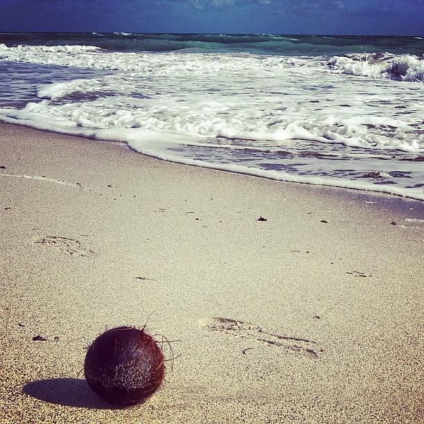 Miami Photograph - Coconut On The Beach #miami by Jakub Stefun