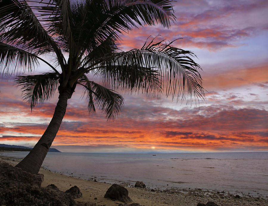 Coconut Palm At Sunset Near Dimiao Photograph by Tim Fitzharris