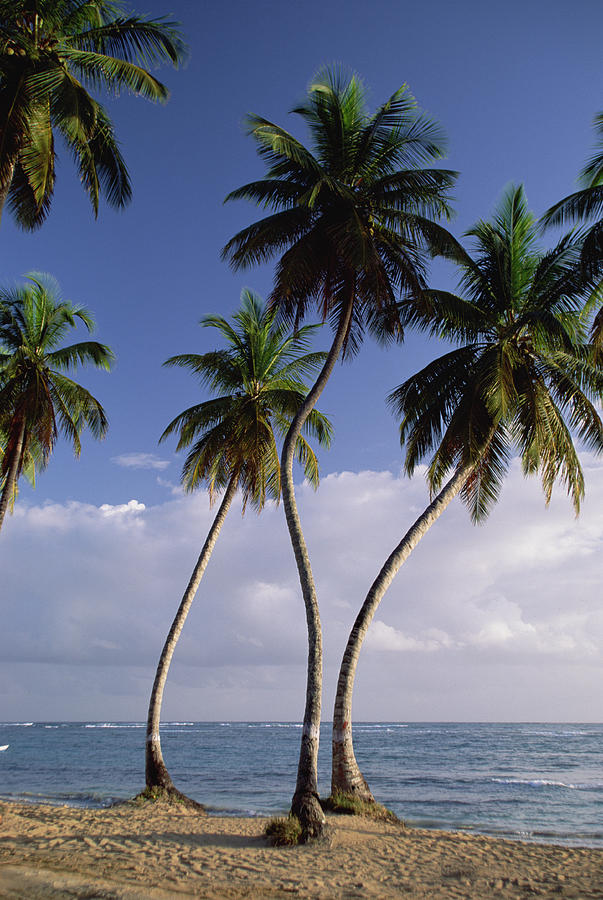 Coconut Palm Cocos Nucifera Trees Konrad Wothe 
