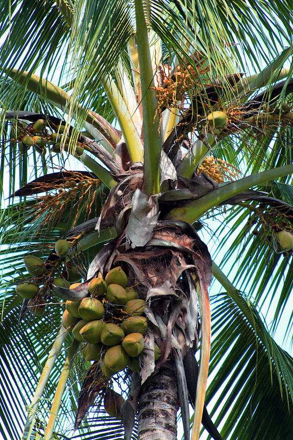 Coconut Palm Inflorescence Photograph by Karon Melillo DeVega