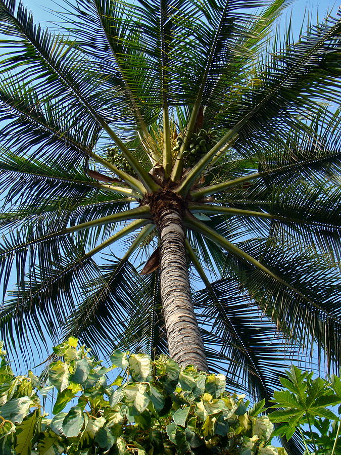 Coconut Palm Maui Hawaii Photograph by Karon Melillo DeVega