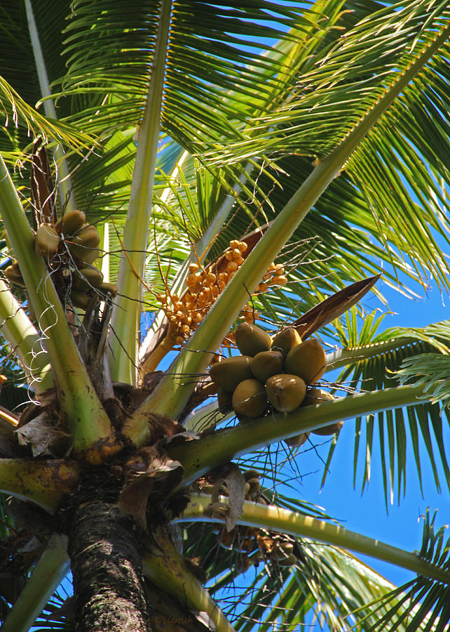 Coconut Palm Photograph by Kerri Ligatich