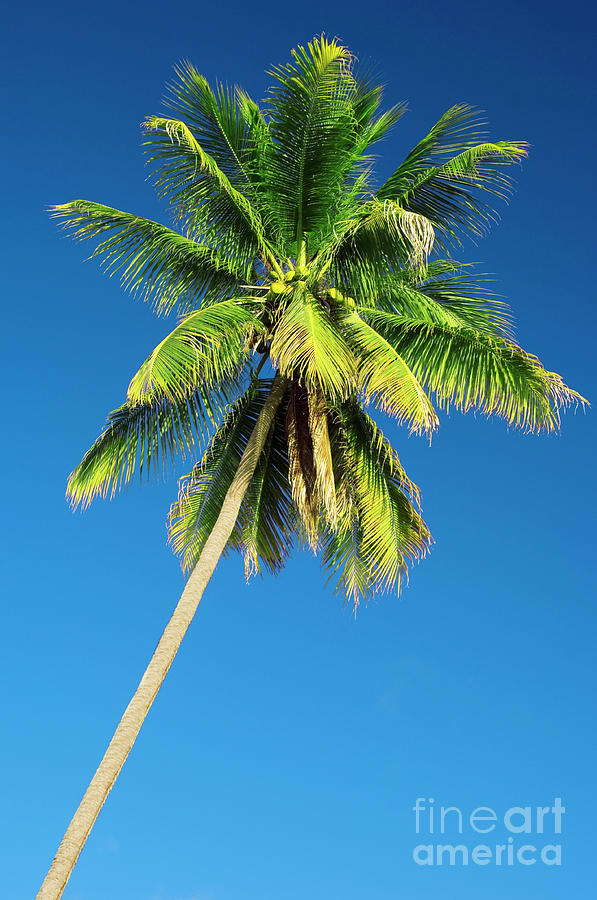 Coconut Palm Tree Photograph by Matthew Oldfield