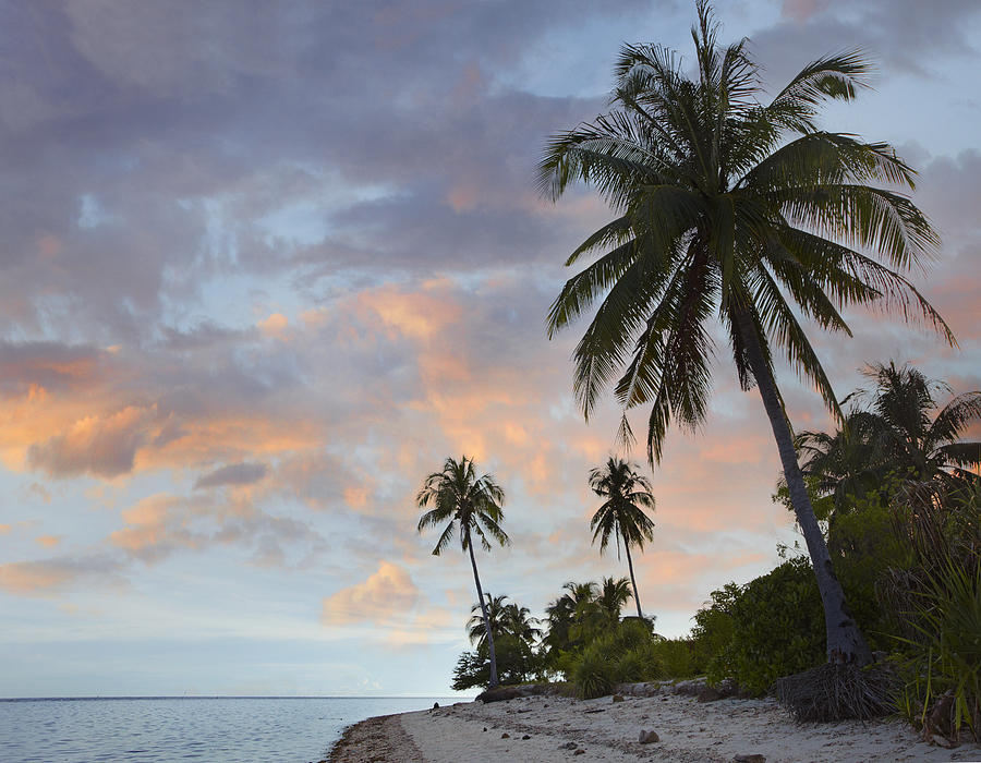 Coconut Palm Trees Pamilacan Island Photograph by Tim Fitzharris