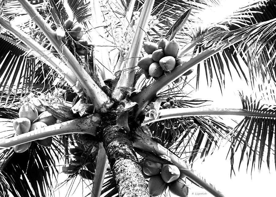 Coconuts Black and White Photograph by Kerri Ligatich