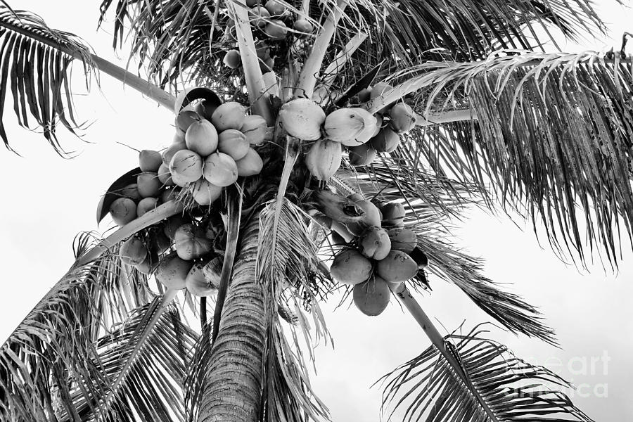 Coconuts Photograph by Gina Cormier