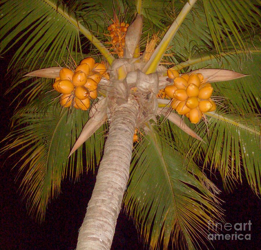Coconuts - Ile De La Reunion Photograph by Francoise Leandre