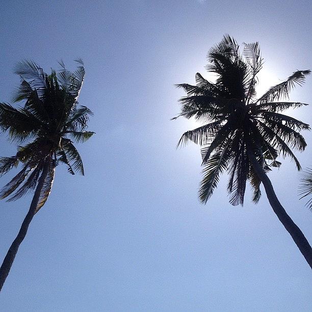Summer Photograph - Coconuts In Cebu Summer Sky. by Yumny Mariot