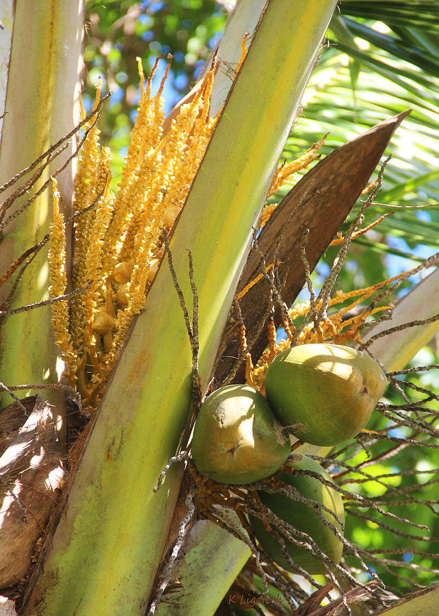 Coconuts Photograph by Kerri Ligatich