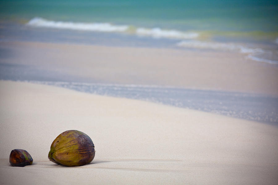 Coconuts on the beach Photograph by Ralf Kaiser