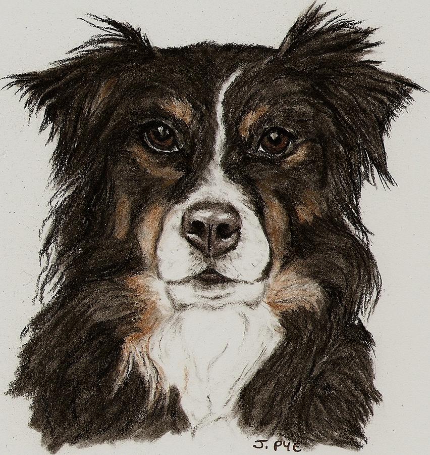 Dog Drawing - Cody by Joan Pye