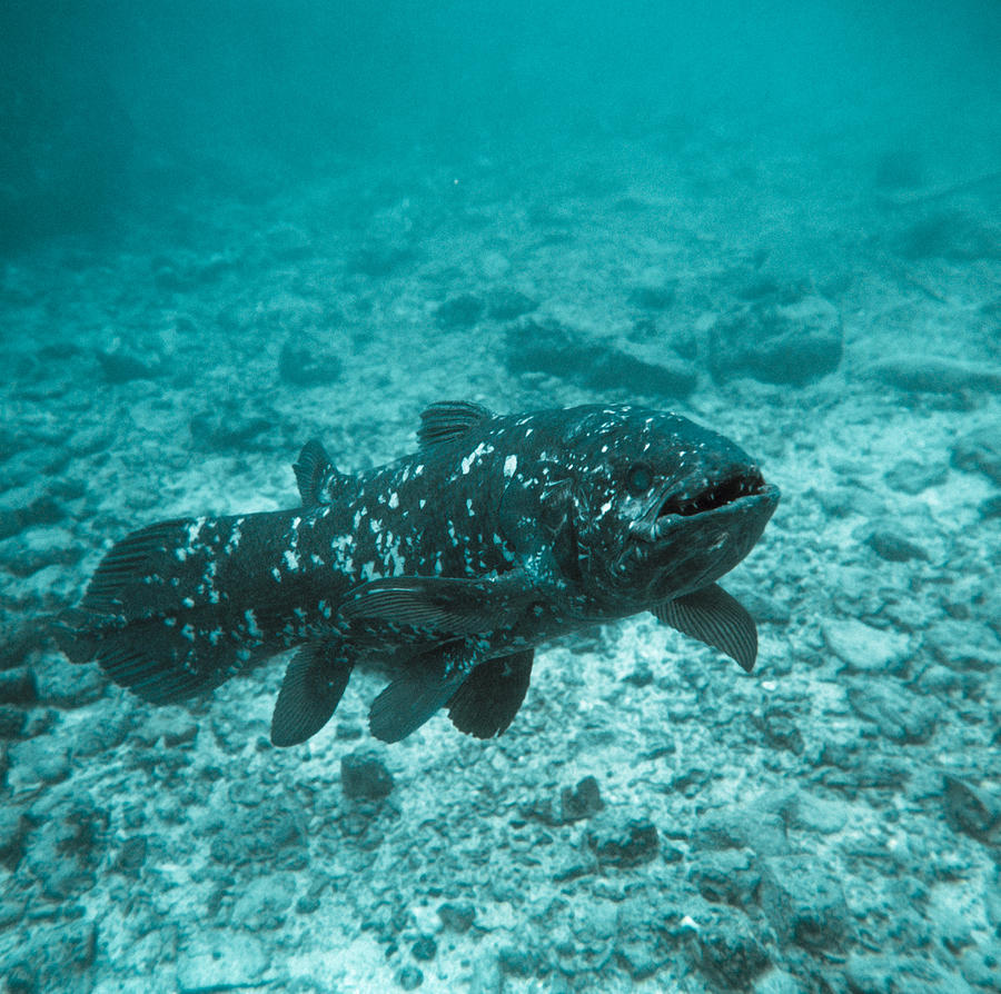 Coelacanth Fish Photograph by Peter Scoones