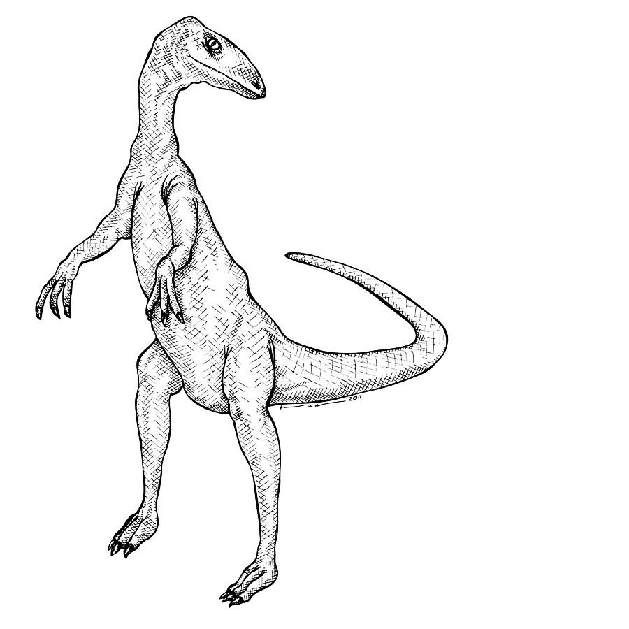 Download Coelophysis - Dinosaur Drawing by Karl Addison