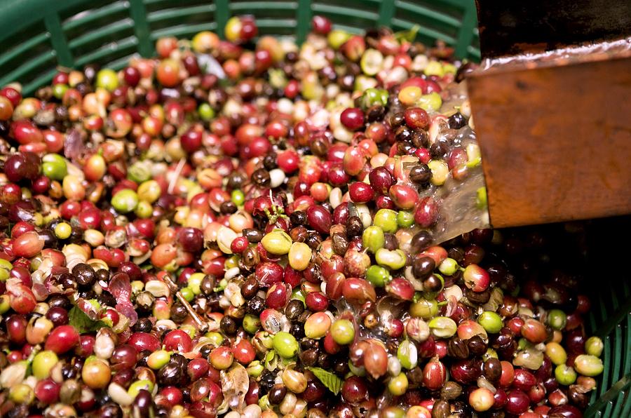 Coffee Beans Photograph by Photostockisrael Fine Art America