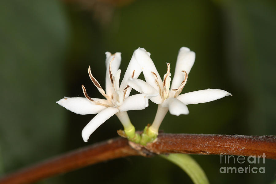 Coffee Flowers Photograph by Ted Kinsman