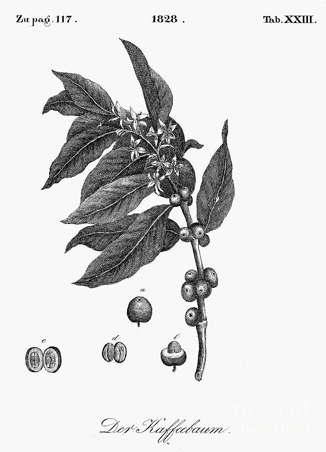 Coffee Tree, 1828 Photograph by Granger